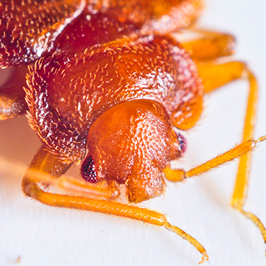 Bed Bug Exterminator
