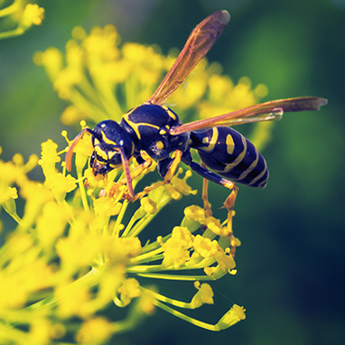 Waukesha Web Marketing Company For Pest Control Company